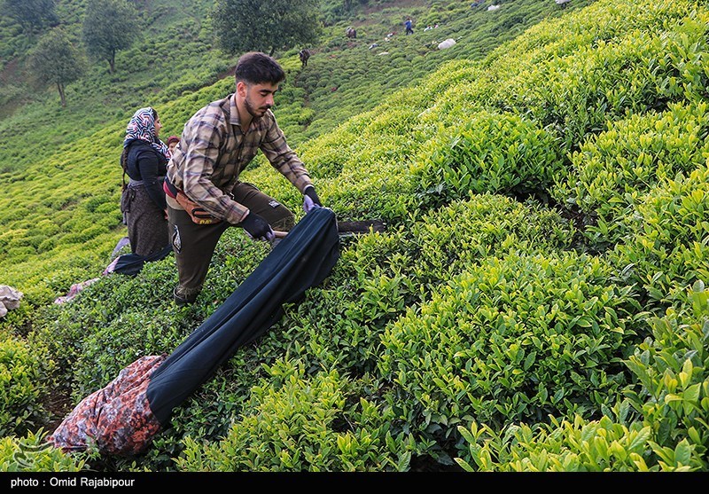 پیش بینی تولید 30 هزار تن چای در کشور طی امسال