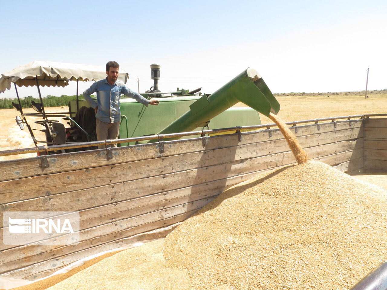 افزایش قیمت گندم نشانه عزم دولت در حمایت از معیشت کشاورزان است