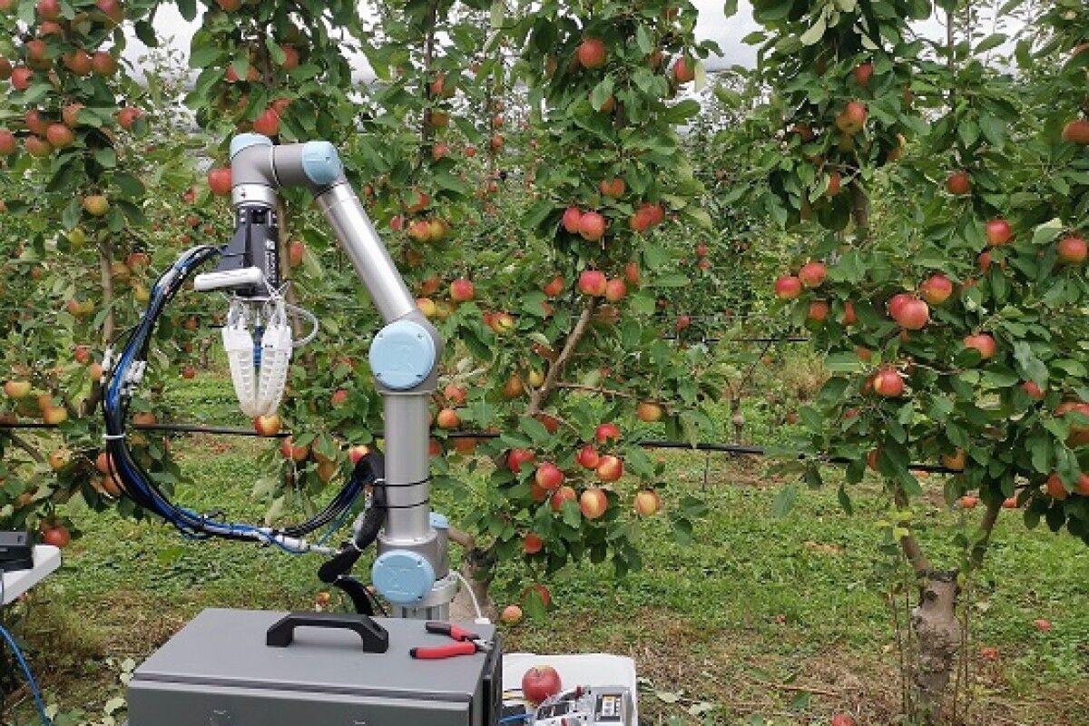رباتی که سیب می‌چیند