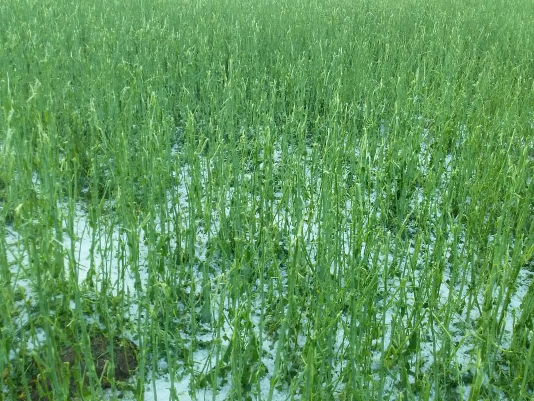 باران و تگرگ به محصولات باغی و زراعی خراسان شمالی خسارت زد