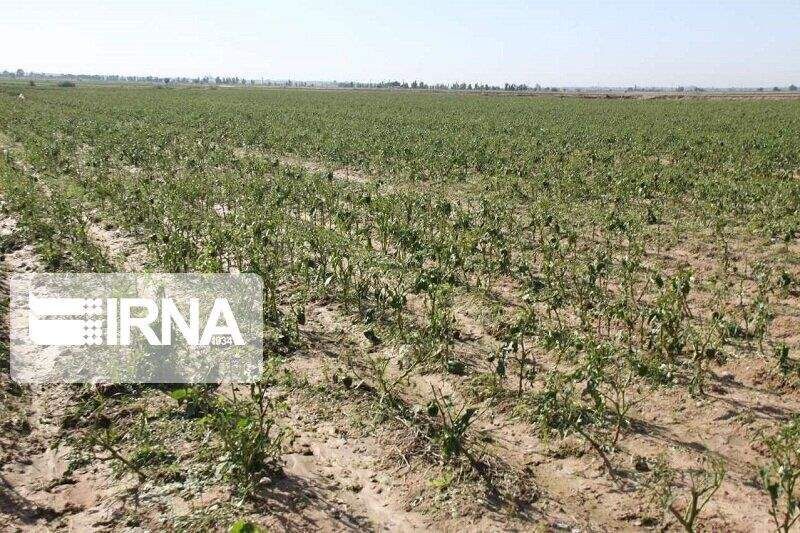 خشکسالی به ۸۰ درصد مزارع جو و گندم مراوه‌تپه خسارت زد
