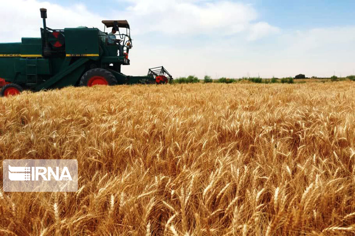 آمادگی برای خرید ۱۴ هزار تن گندم کشاورزان خراسان جنوبی