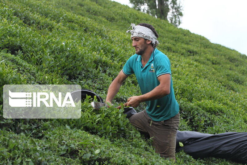 افزون بر ۴۳ هزار تن برگ سبز چای از چایکاران خریداری شد