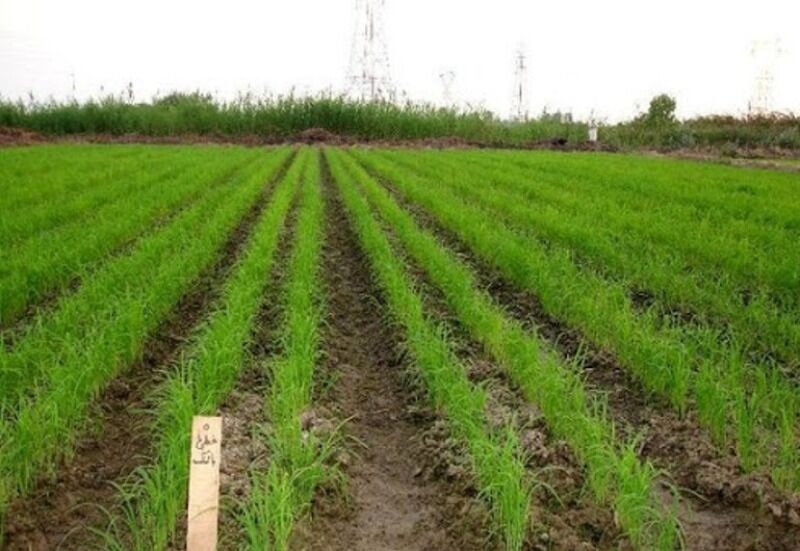 خشکه‌کاری برنج راهی برای کاهش مصرف آب در شالیزارهای گلستان