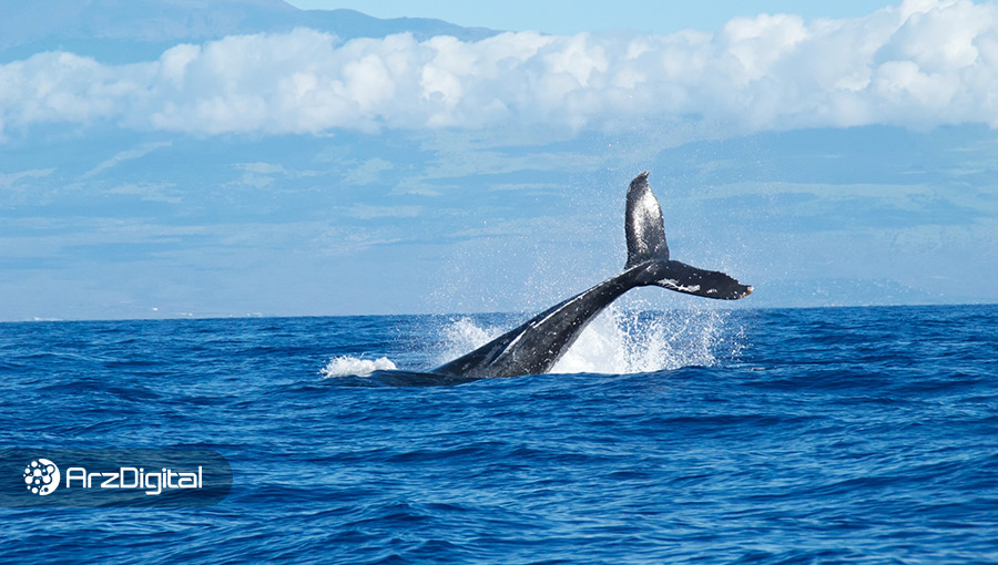 موجودی نهنگ‌ها به بالاترین سطح خود در ۲ ماه اخیر رسید؛ نشانه‌ای برای صعود؟