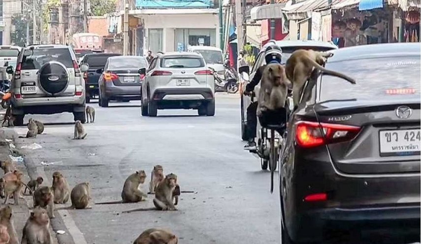 “عصابات” القردة تجتاح بلدة تايلاندية!