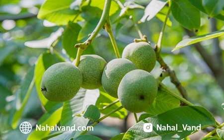 خرید نهال گردو؛ سرمایه گذاری با پتانسیل سودآوری بالا