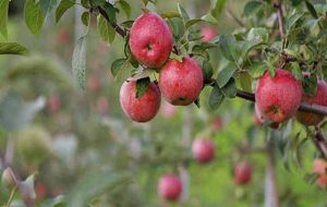 Expanding Apple and Kiwi Exports from Iran to India